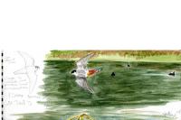 Falco subbuteo