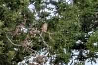 Falco tinnunculus