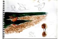 Calidris canutus