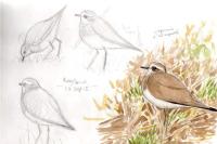 Charadrius asiaticus
