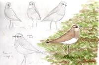 Charadrius asiaticus