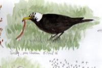 Turdus merula
