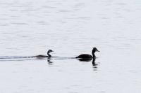 Podiceps cristatus