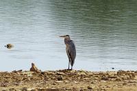 Ardea cinerea