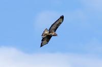 Buteo buteo