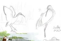 Threskiornis aethiopicus