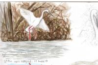 Ardea alba