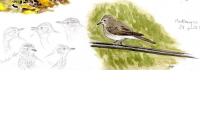 Muscicapa striata