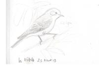 Ficedula hypoleuca