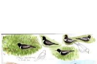 Turdus torquatus