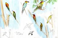 Merops apiaster
