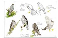 Accipiter nisus