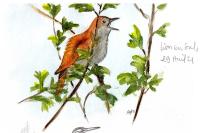 Luscinia megarhynchos
