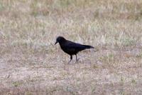 Corvus corone