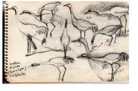 Grus grus