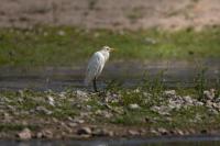Bubulcus ibis
