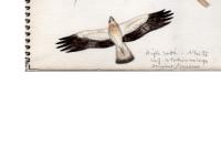 Hieraaetus pennatus