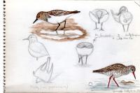Calidris alba