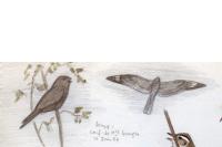 Caprimulgus europaeus
