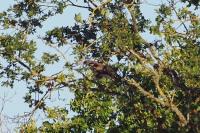 Buteo buteo