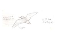 Lymnocryptes minimus