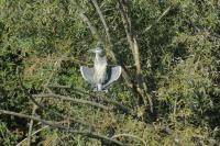 Ardea alba