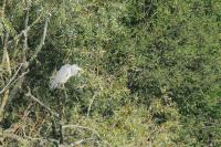 Ardea alba