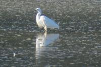 Egretta garzetta