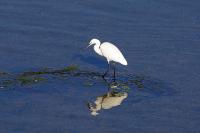 Egretta garzetta