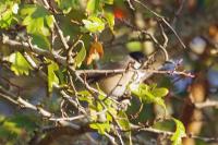 Poecile palustris