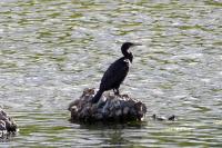 Phalacrocorax carbo