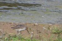 Calidris alpina