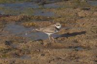 Charadrius dubius