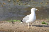 Larus michahellis
