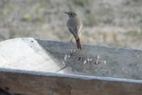 Phoenicurus ochruros