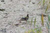 Rallus aquaticus