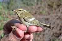 Phylloscopus inornatus
