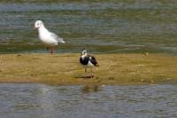 Vanellus vanellus