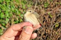 Phylloscopus collybita tristis