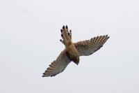 Falco tinnunculus