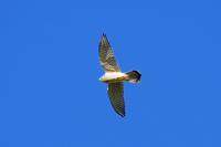 Falco tinnunculus