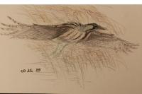 Botaurus stellaris