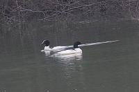 Mergus merganser