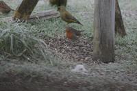 Erithacus rubecula