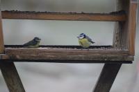Cyanistes caeruleus