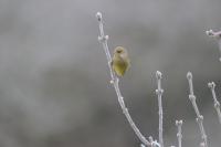 Chloris chloris