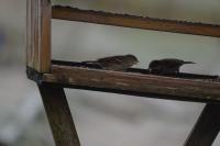 Passer domesticus