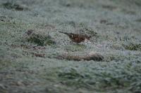 Fringilla coelebs
