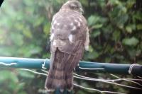 Accipiter nisus
