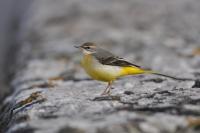 Motacilla cinerea